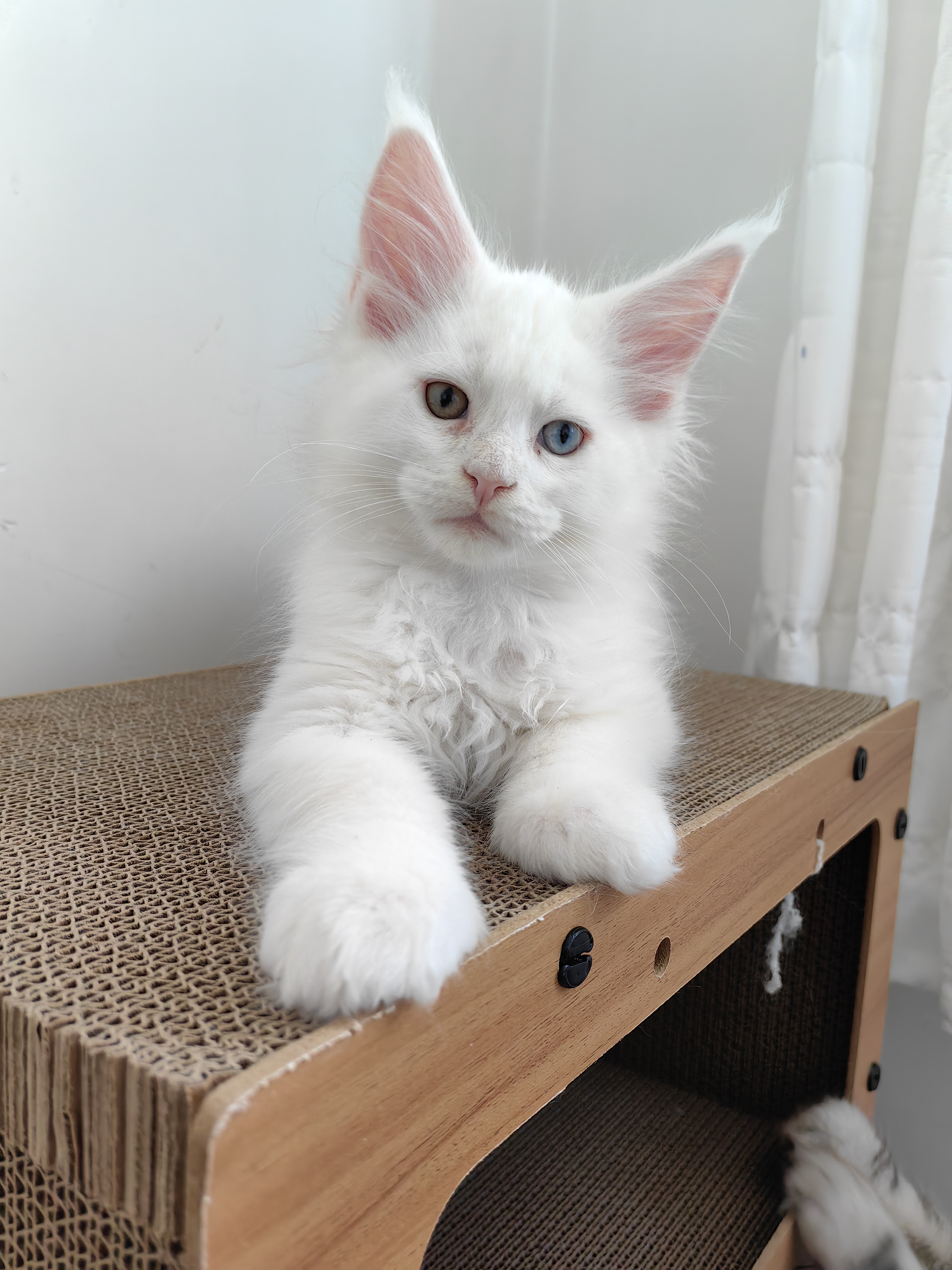 自家养的缅因猫生的宝宝，纯白异瞳的小公猫，刚满两个月，打了一针疫苗。